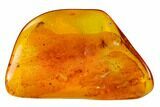 Fossil Butterfly Larva and Flies in Baltic Amber #145386-4